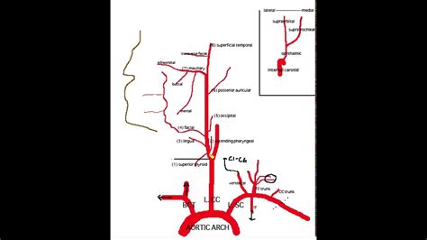 Head And Neck Arteries Labeled