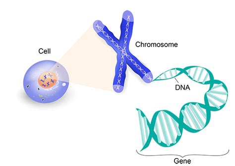 Alzheimer's Disease Genetics Fact Sheet | National Institute on Aging