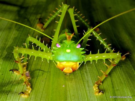 Pin on Grasshoppers of Ecuador