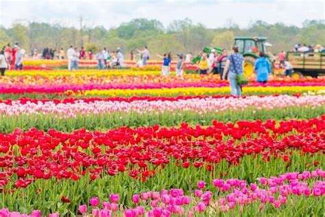 Experience Holland's Tulip Fields Only 75 Minutes From NYC