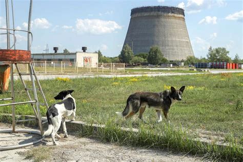 HBO Chernobyl Dog Shooting Death Scene Explained