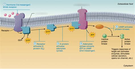 Plasma Membrane Receptors Diagram | Quizlet