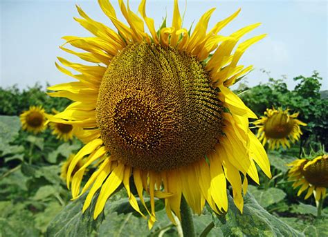 Stock Pictures: Sunflower photos