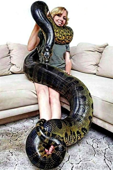 Pin by Heather Spainhower on Snakes | Pretty snakes, Pet snake, Cute ...