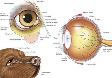 anatomy eye canine | dog canine eye drawing sketch image illustration | Dog anatomy, Vet ...