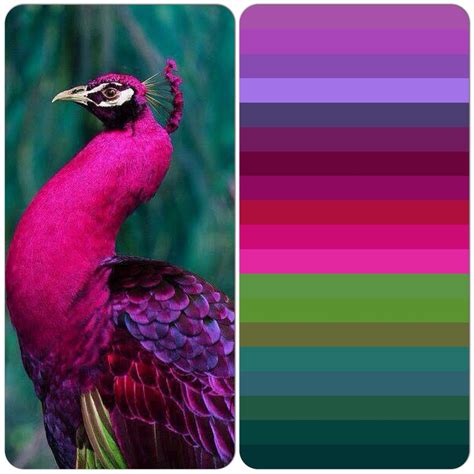 Vibrant Pink Peacock