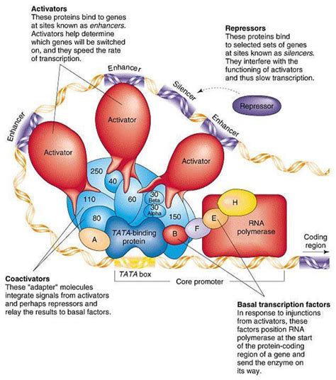 Plant Life: Gene Regulation