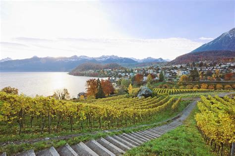 Adventure Trail through the Spiez vineyards – Excursions