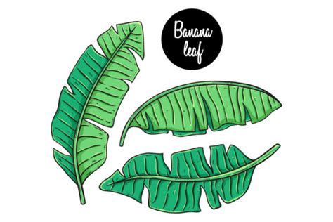 Banana Leaf Hand Drawing Graphic by PadmaSanjaya · Creative Fabrica