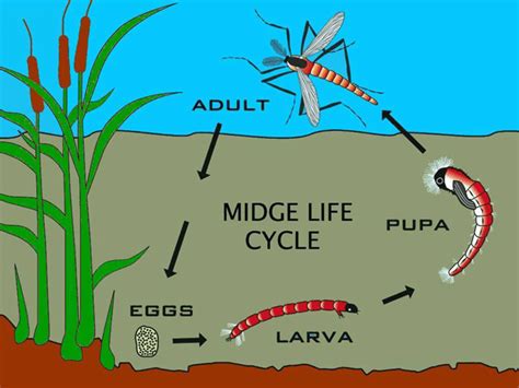 Midge life cycle – NOAA Teacher at Sea Blog