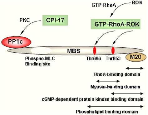 Myosin Light Chain 2 Function | Americanwarmoms.org