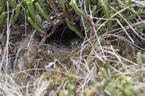 American Pipit nesting (2) | ShellmanBluff BirdButterfly | Flickr