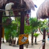 Coconuts Cozumel Mexico Address and Map