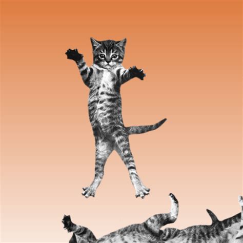 Cat Bounce | The Useless Web Archive