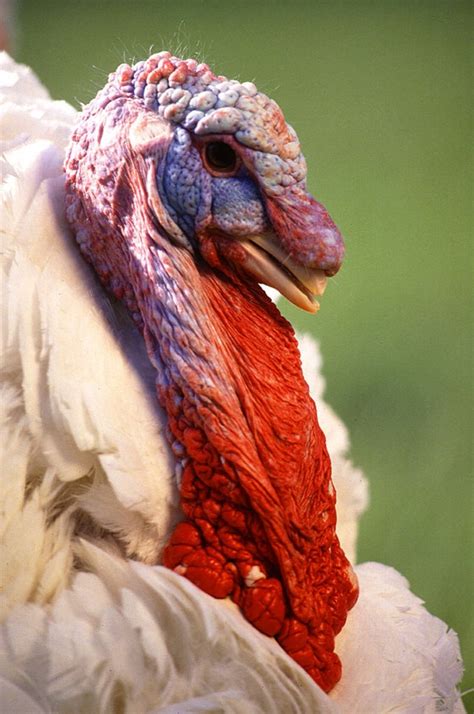 Researchers Map Most of Turkey’s Genome - The New York Times