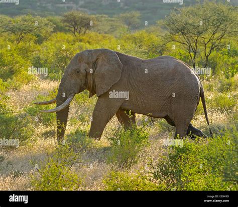 African elephant (Loxodonta africana), male in musth in its habitat, Kenya, Samburu National ...