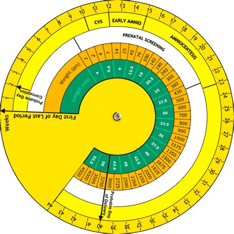 How To Find Out Date Of Conception - Heartpolicy6