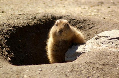 Groundhog Facts | Attic Solutions, Chicago