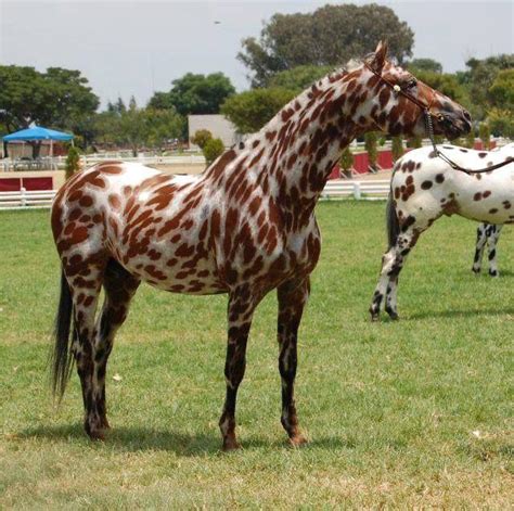 Appaloosa horse breed with the “leopard” coloration : r/interestingasfuck