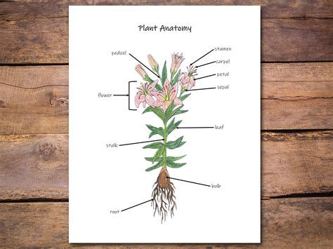 Flowering Plants Diagram