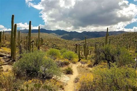 Our 15 Best Hikes In Saguaro National Park In Jan