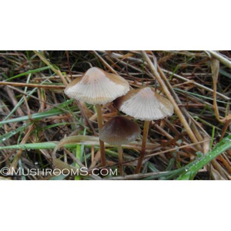 Psilocybe Semilanceata Liberty Cap Mushroom Spore Print