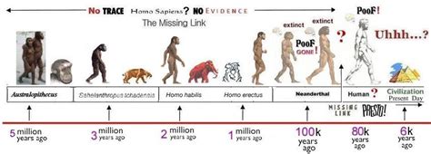 Time line of the evolution of man | Human evolution, Evolution, History timeline