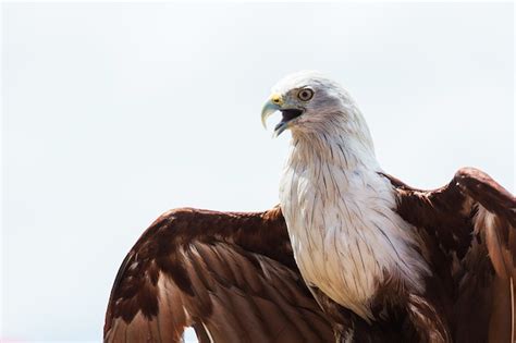 Premium Photo | Bald eagle on white background.