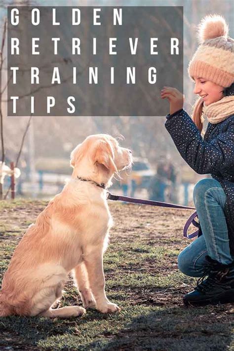 Golden Retriever Training Tips: 11 Great Ideas To Help You Train Your Dog