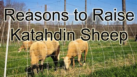 Good reasons to raise Katahdin sheep - YouTube