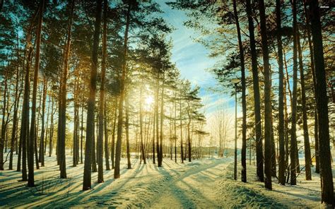 Winter Sunny Forest Wallpapers - Wallpaper Cave