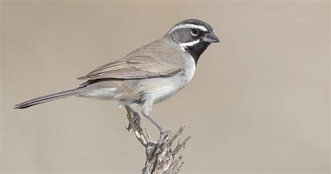 Black-throated Sparrow Identification, All About Birds, Cornell Lab of Ornithology