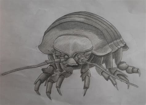 This is my Isopod. Hope you like it : r/IsopodArt