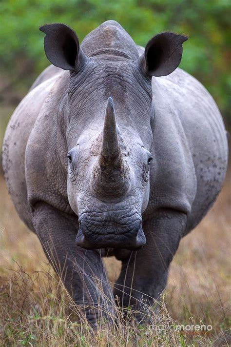 Real unicorns have curves. A portrait of a White Rhino taken in Kruger National Park in South ...