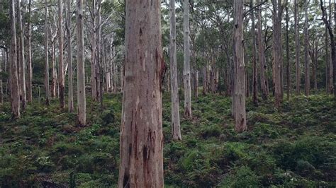 Karri Forest - Margaret River, Western Australia - YouTube