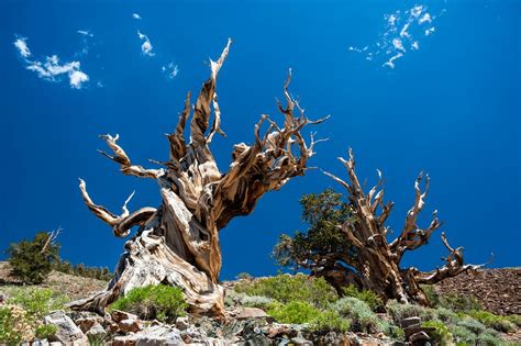 What Is the Oldest Tree in the World | Worlds Oldest Tree | Live Science