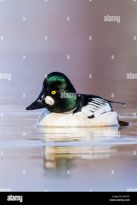 Male common goldeneye Stock Photo - Alamy