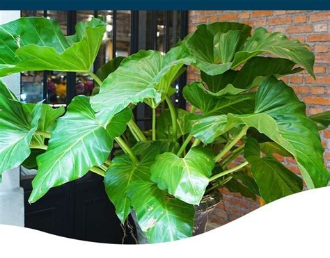 How to Care for Your Elephant Ear Plant Indoors - Ted Lare - Design & Build