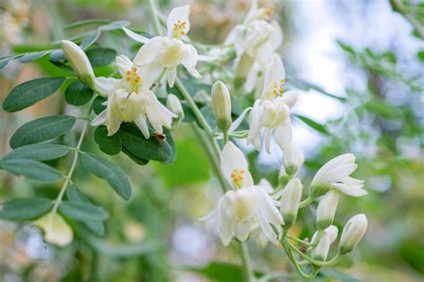 Full-Grown Moringa Trees: What do They Look Like? | Ultimate Backyard