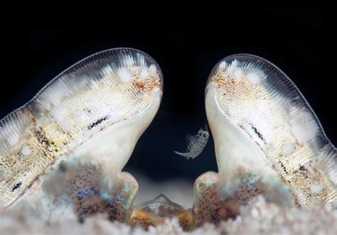 The Zebra Mantis Shrimp: 9 Surprising Things About the Biggest, Baddest Shrimp in Hawaii