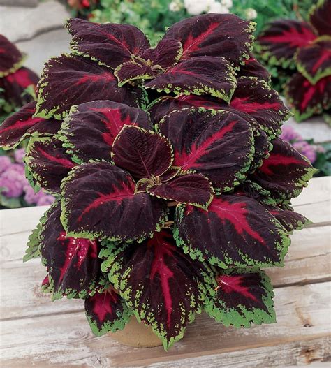 Tips for Growing Colorful Coleus - Julie Bawden-Davis