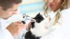 How Do Cats Get Ear Mites? | BeChewy