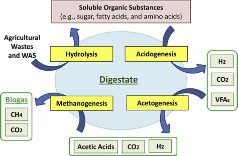 Process-wise stages of biogas production, including hydrolysis,... | Download Scientific Diagram