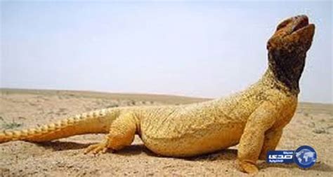 Desert lizard delays Saudi flight - Emirates 24|7