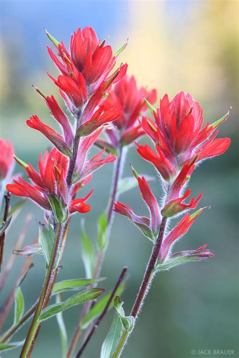 Paintbrush Morning | Weminuche Wilderness, Colorado | Indian paintbrush ...