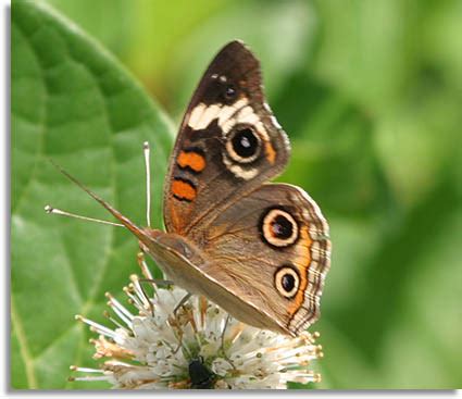 Southeastern Outdoors - Buckeye Butterfly