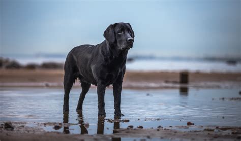 4 Labrador Retriever health concerns