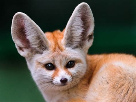 The Fennec Fox, One of the Cutest Animal from Desert Habitat | HubPages