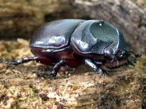 Mengenal Kumbang Tanduk Oryctes rhinoceros Hama Utama Pada Perkebunan Kelapa Sawit - Sulung ...