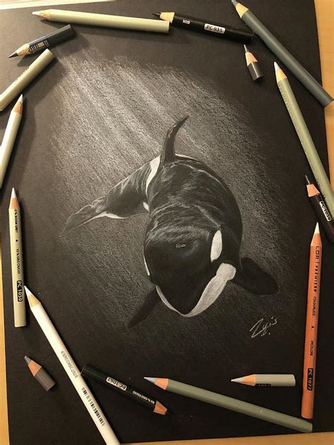 Orca Whale Pencil Drawing